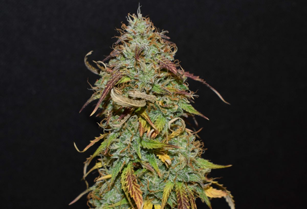 Comment Augmenter le THC des Plantes de CannabisFast Buds