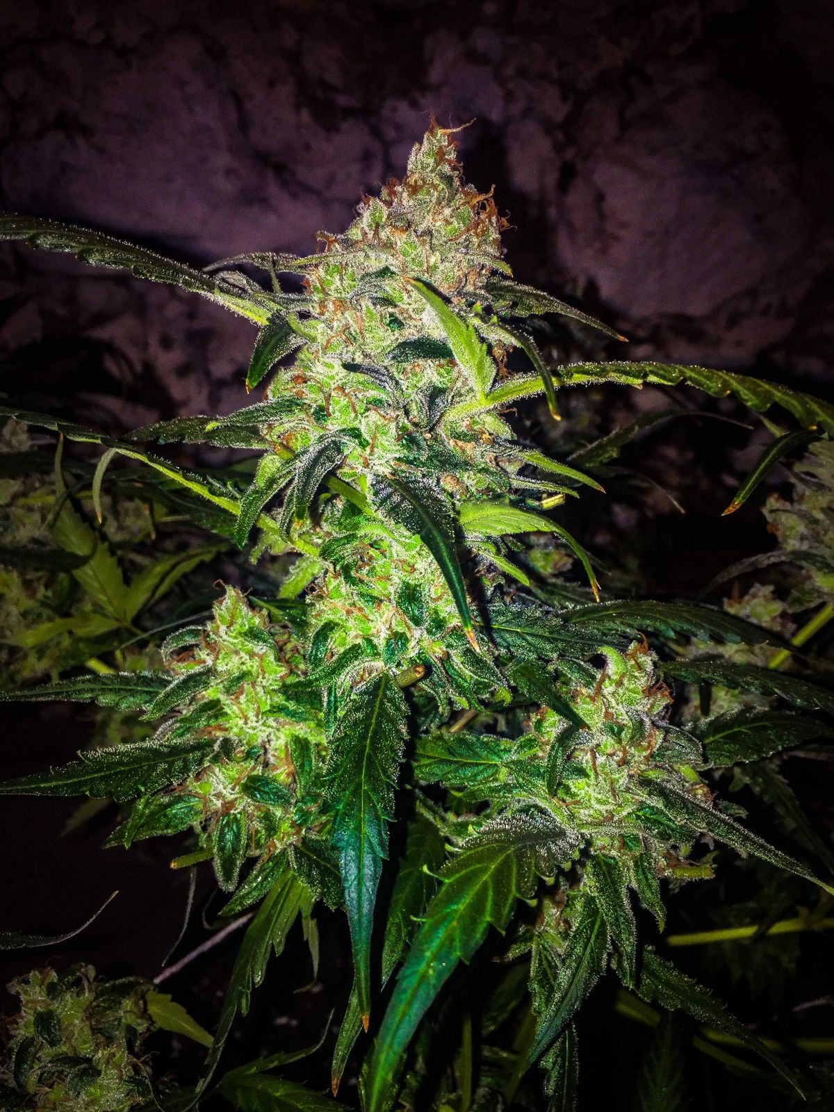 The History of the Zkittlez Autoflowering Strain Fast Buds