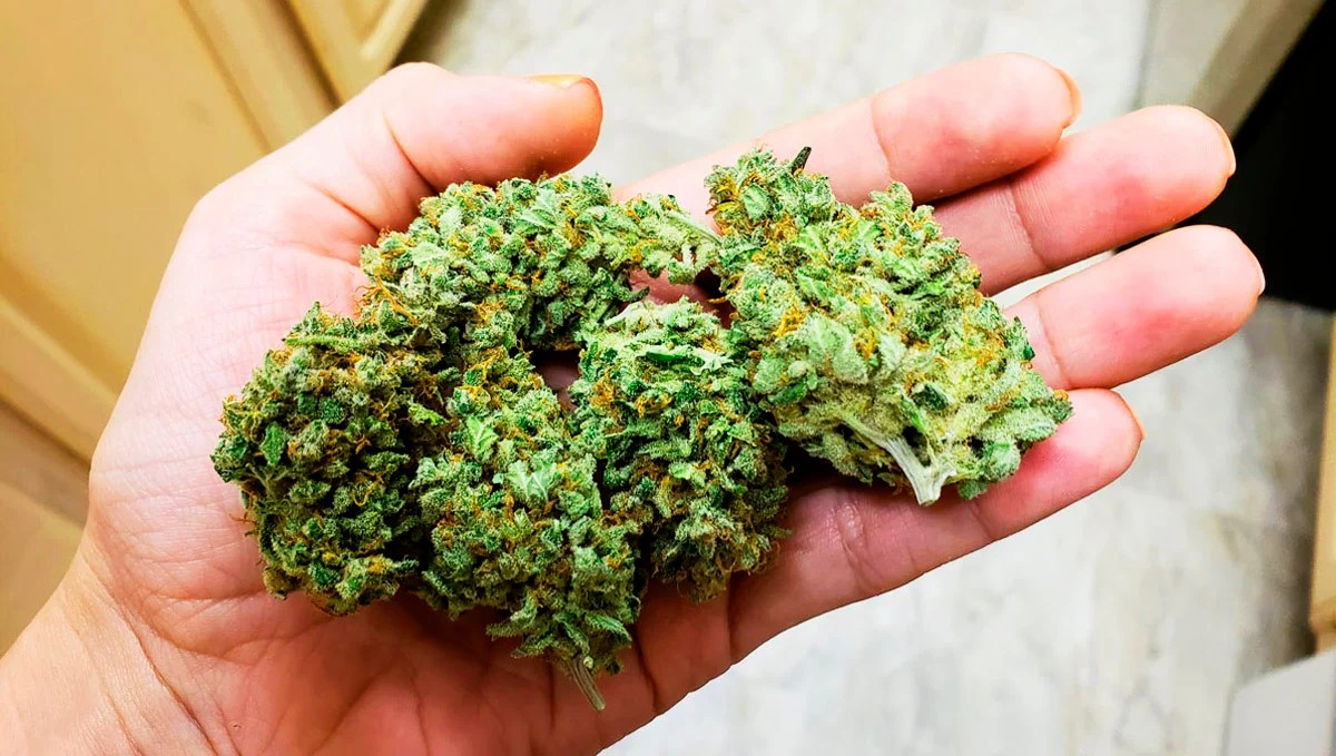 Indoor vs Outdoor These Are The Differences Fast Buds