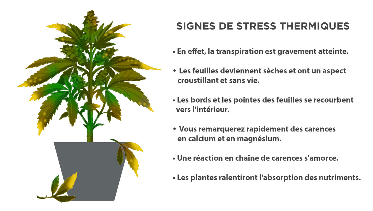 Comment protéger les souches autofloraisons du stress thermique Fast