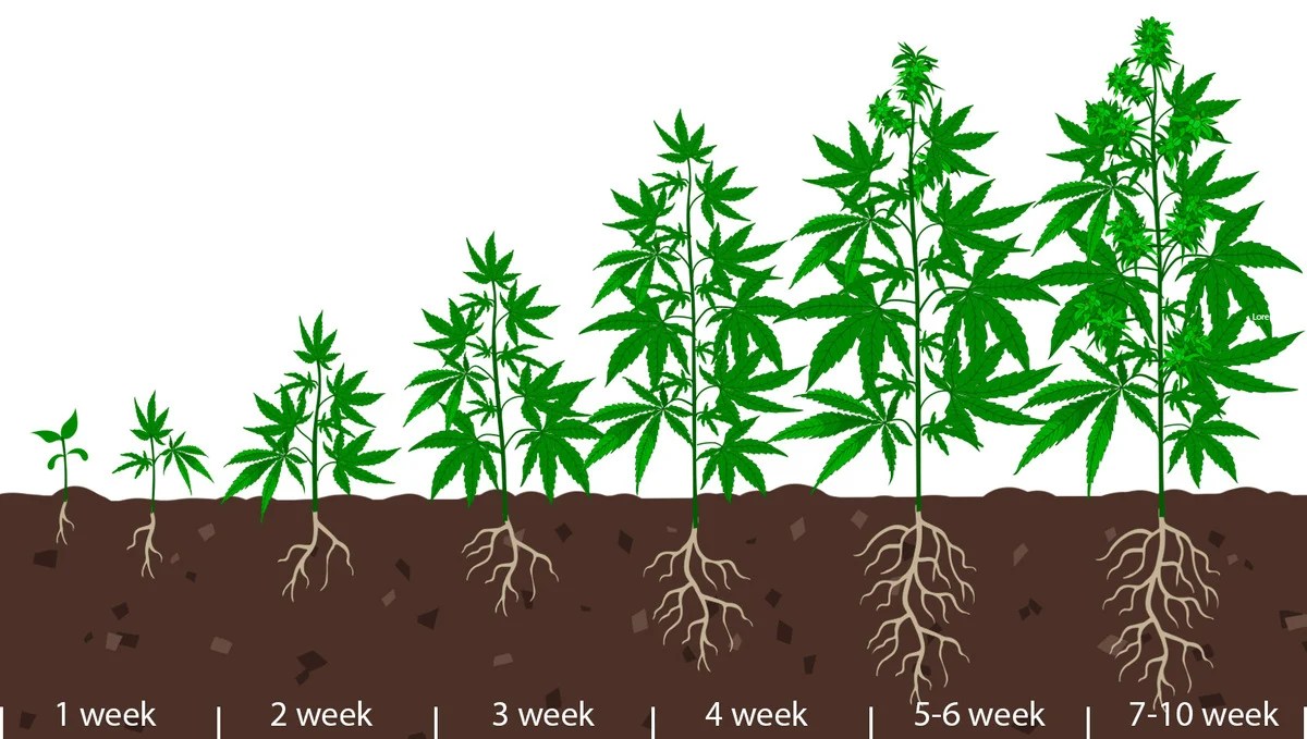 How Long Do Autoflowering Strains Take from Seed to Harvest? Fast Buds
