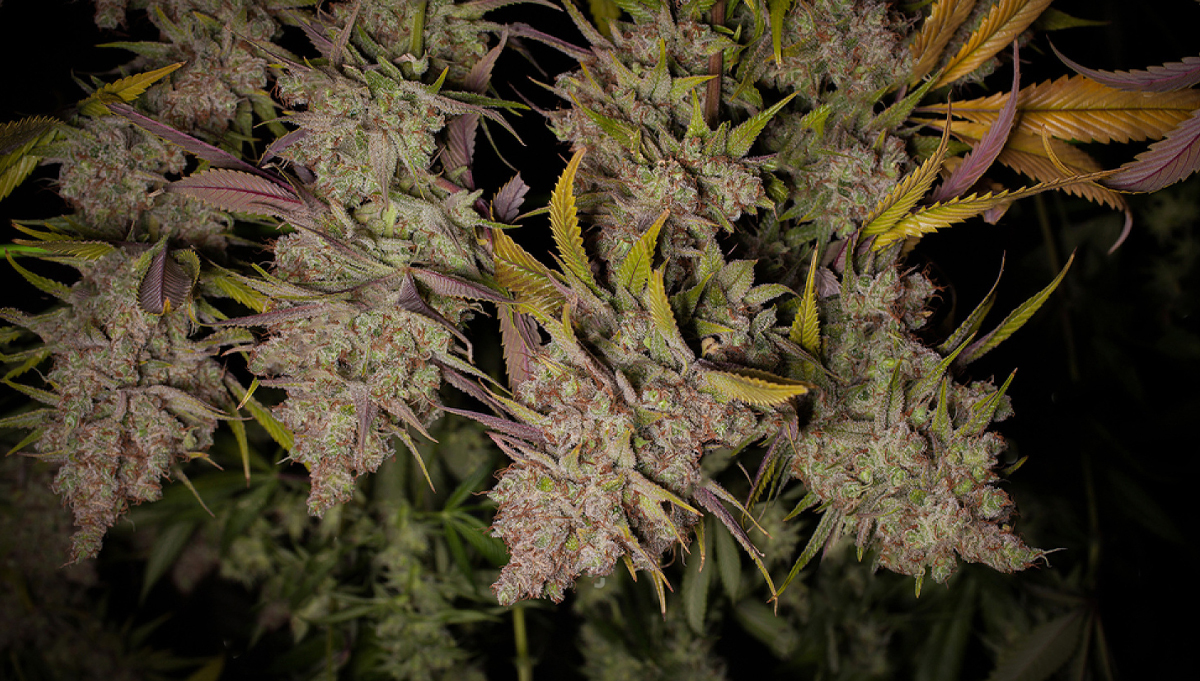 Best Conditions For Your Drying Room and How To Dry Cannabis Fast Buds