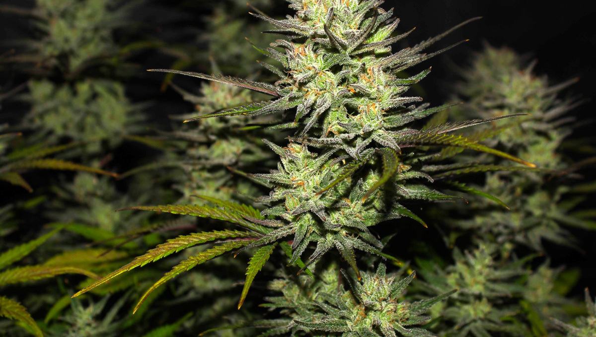 Strain History Northern Lights Fast Buds