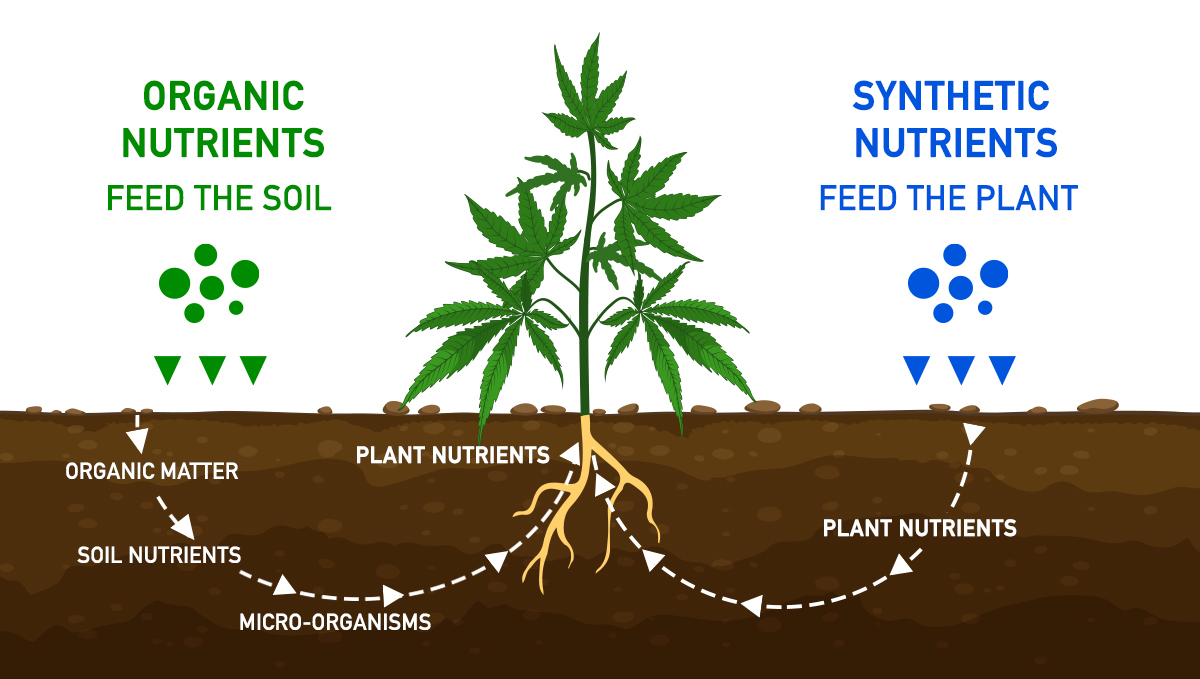 The Importance Of Water Purity in Cannabis Grow Fast Buds UK