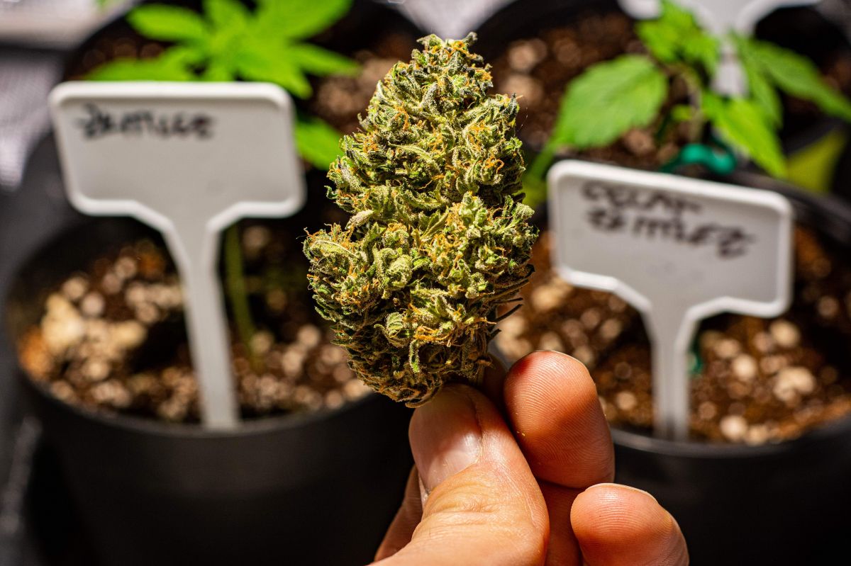 Are Autoflowers Worth it? Fast Buds Autoflowering Cannabis Seeds