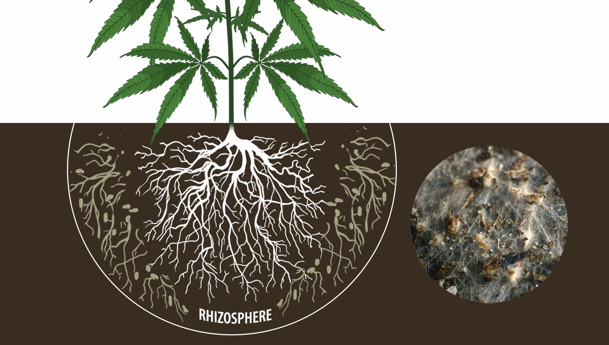 How To Improve Cannabis Plant Growth with Mycorrhizae