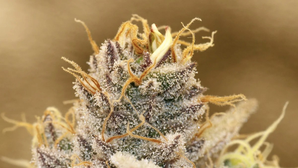 What Causes Bananas (“Nanners”) on Cannabis Buds? Fast Buds