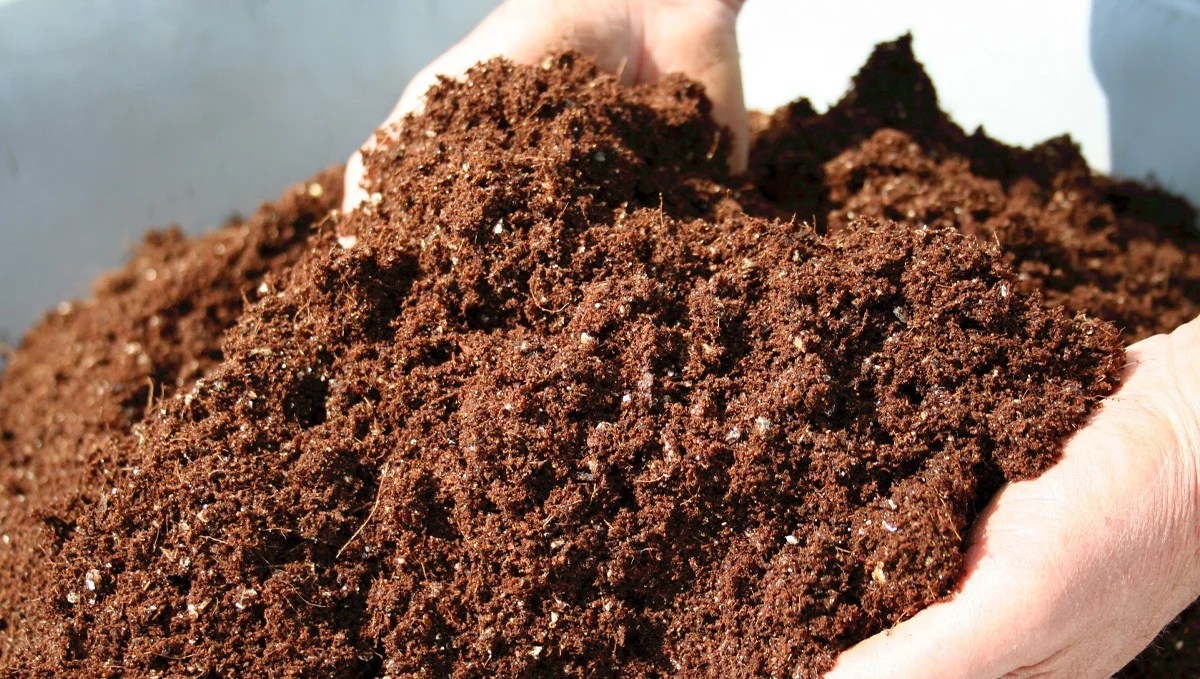 Tips for Growing Autoflowers in Coco Coir Fast Buds