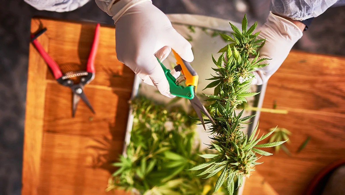 How To Grow Autoflowering Cannabis Seeds Outdoors Fast Buds