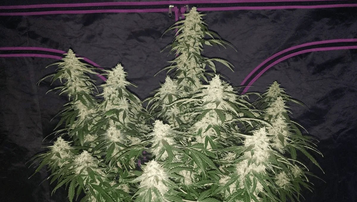 Top 5 Best Yielding Autoflower Strains Fast Buds