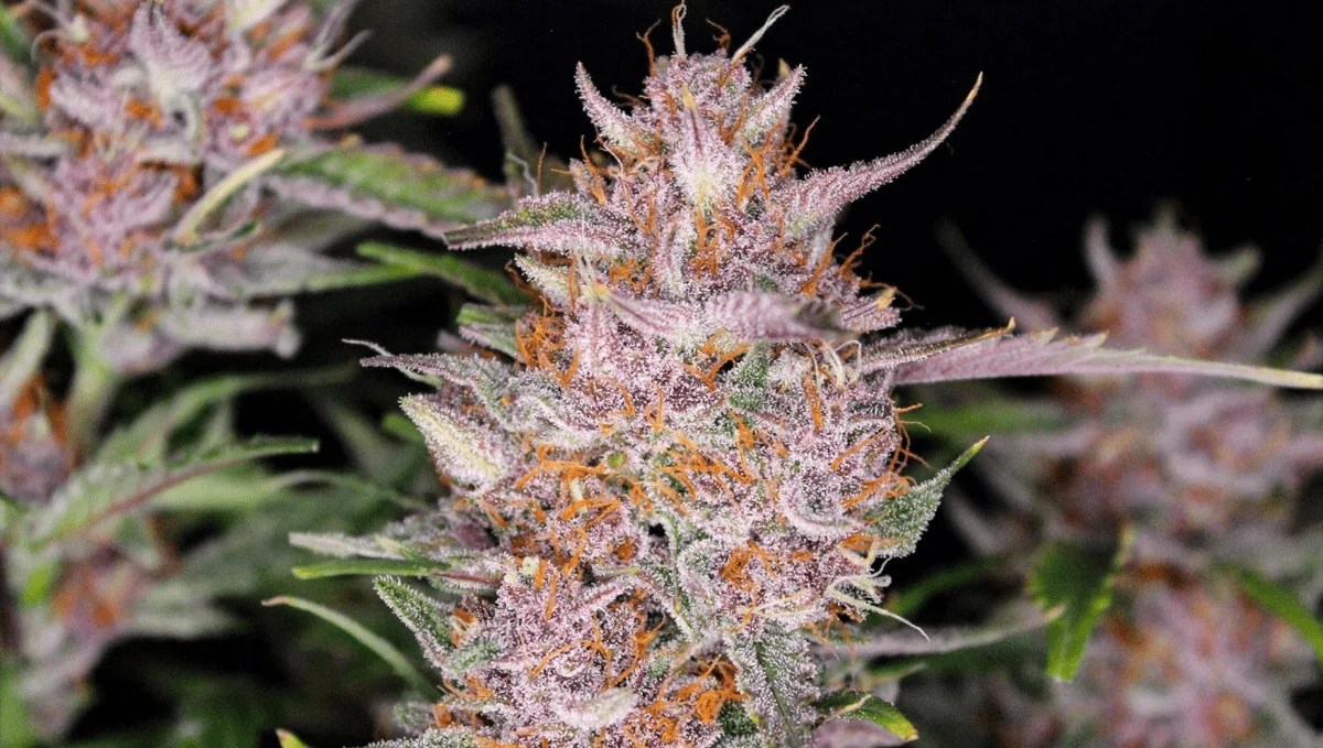 The Top 5 Best Hybrid Autoflower Strains Fast Buds