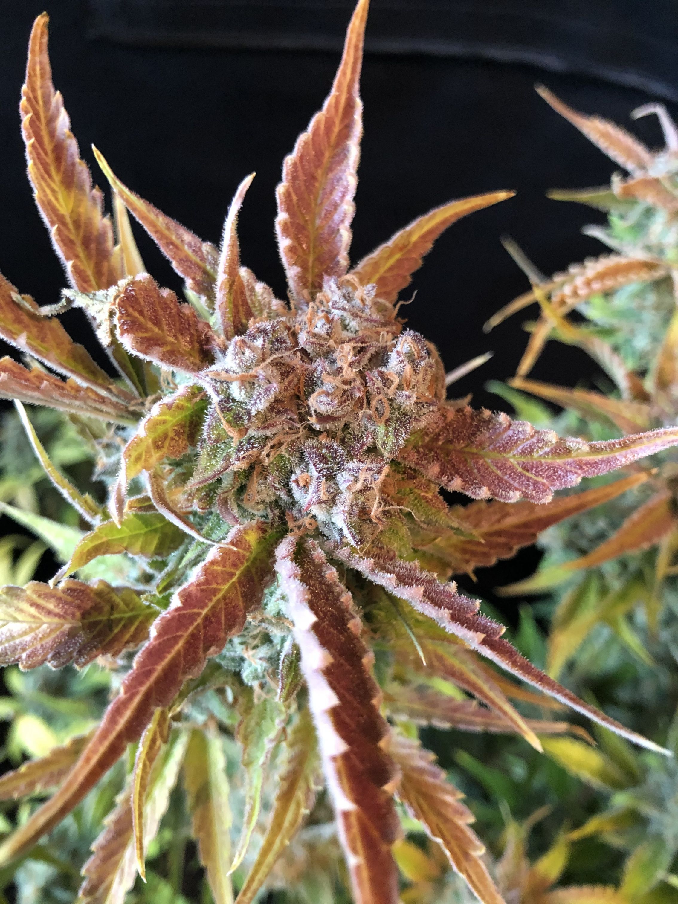 Buy Strawberry Pie Auto Cannabis Seeds Fast Buds