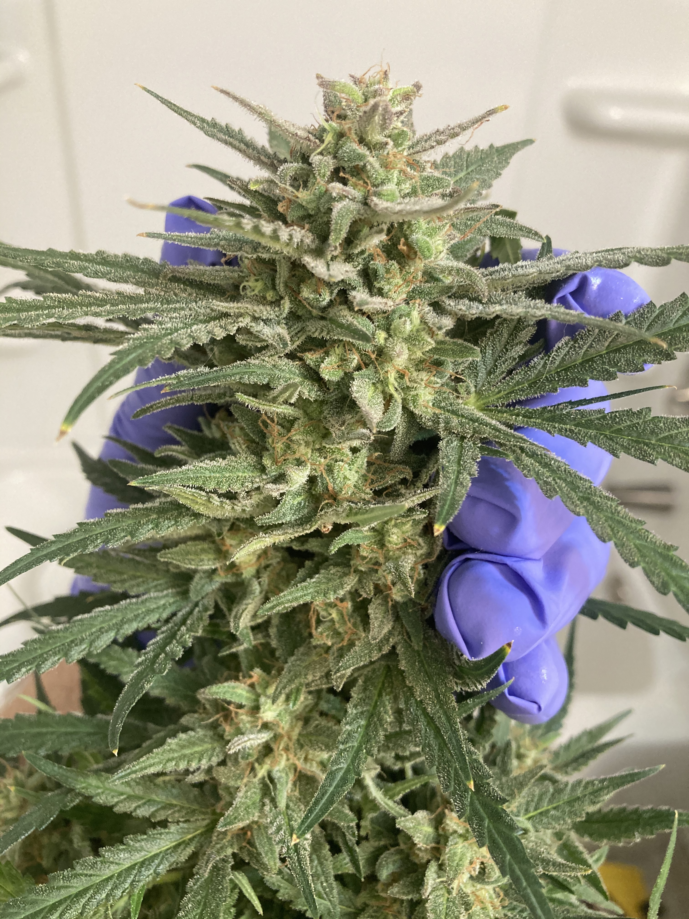 Buy Strawberry Pie Auto Cannabis Seeds Fast Buds
