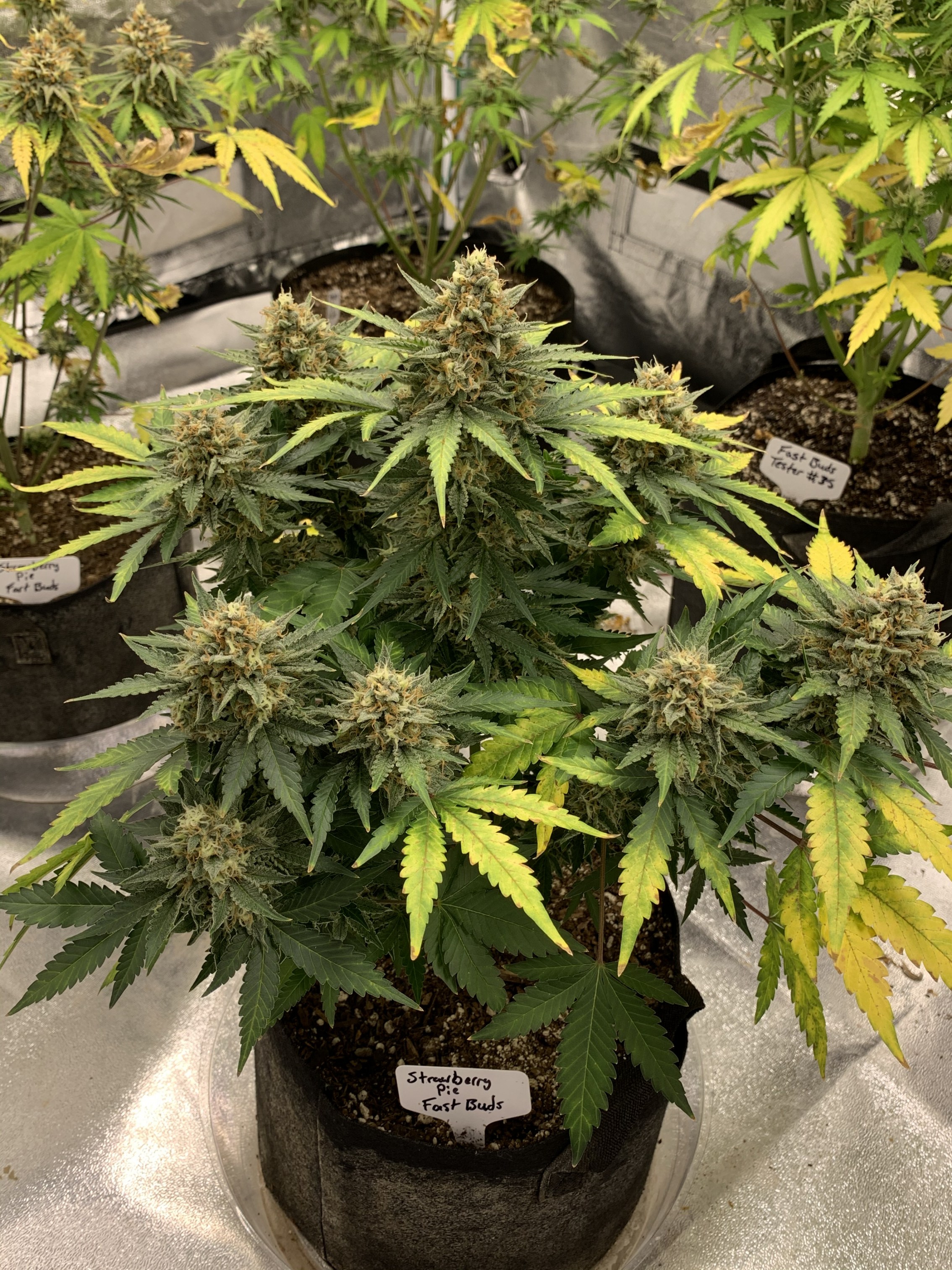 Strawberry Pie Auto Cannabis Seeds Fast Buds