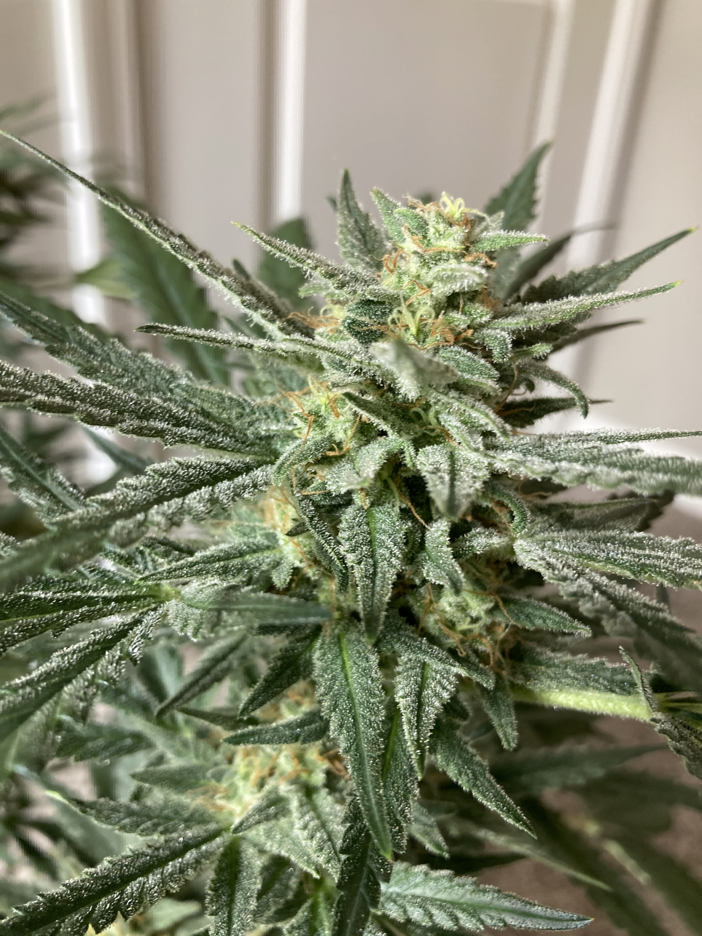 Buy Strawberry Pie Auto Cannabis Seeds Fast Buds