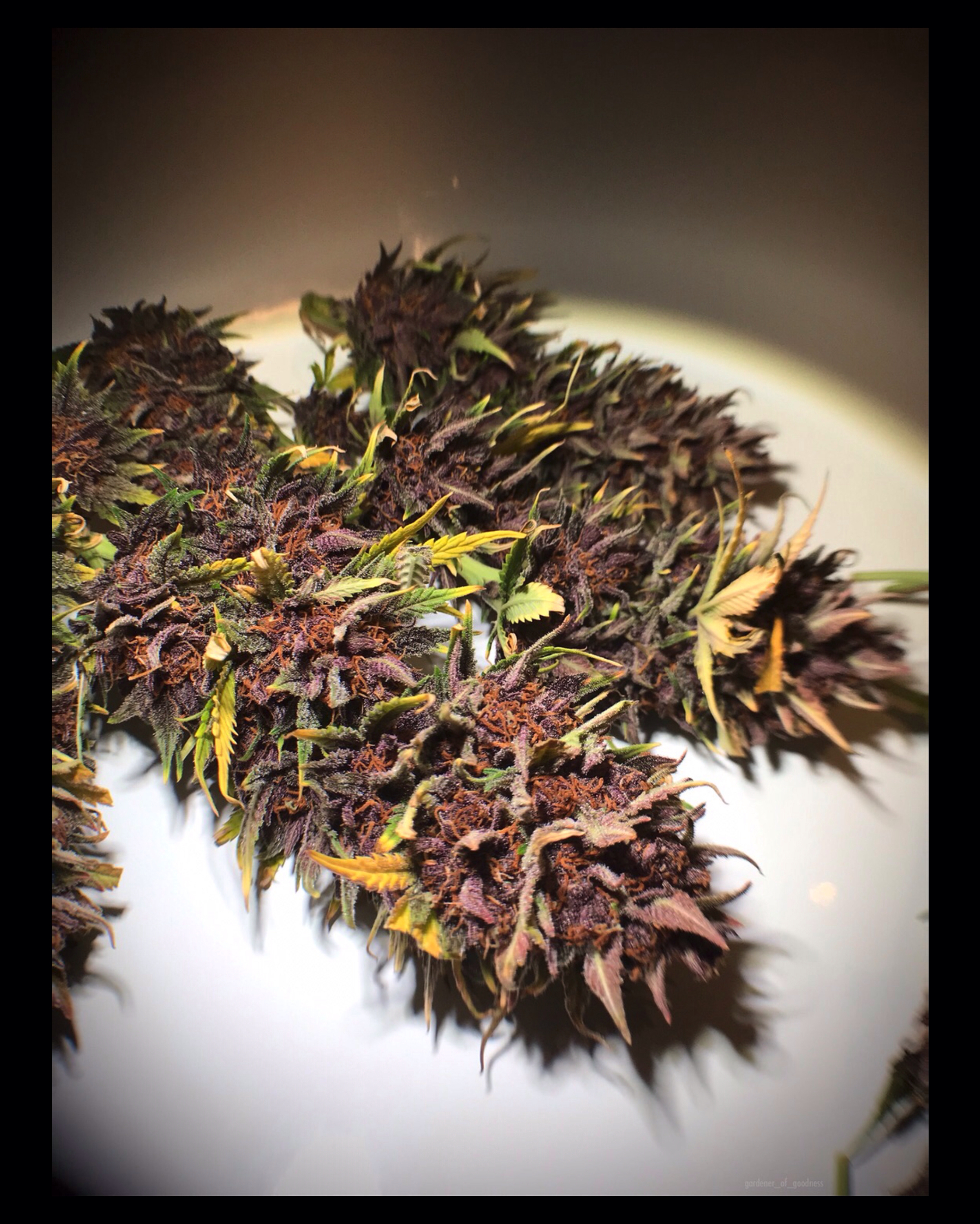 Buy Strawberry Pie Auto Cannabis Seeds Fast Buds