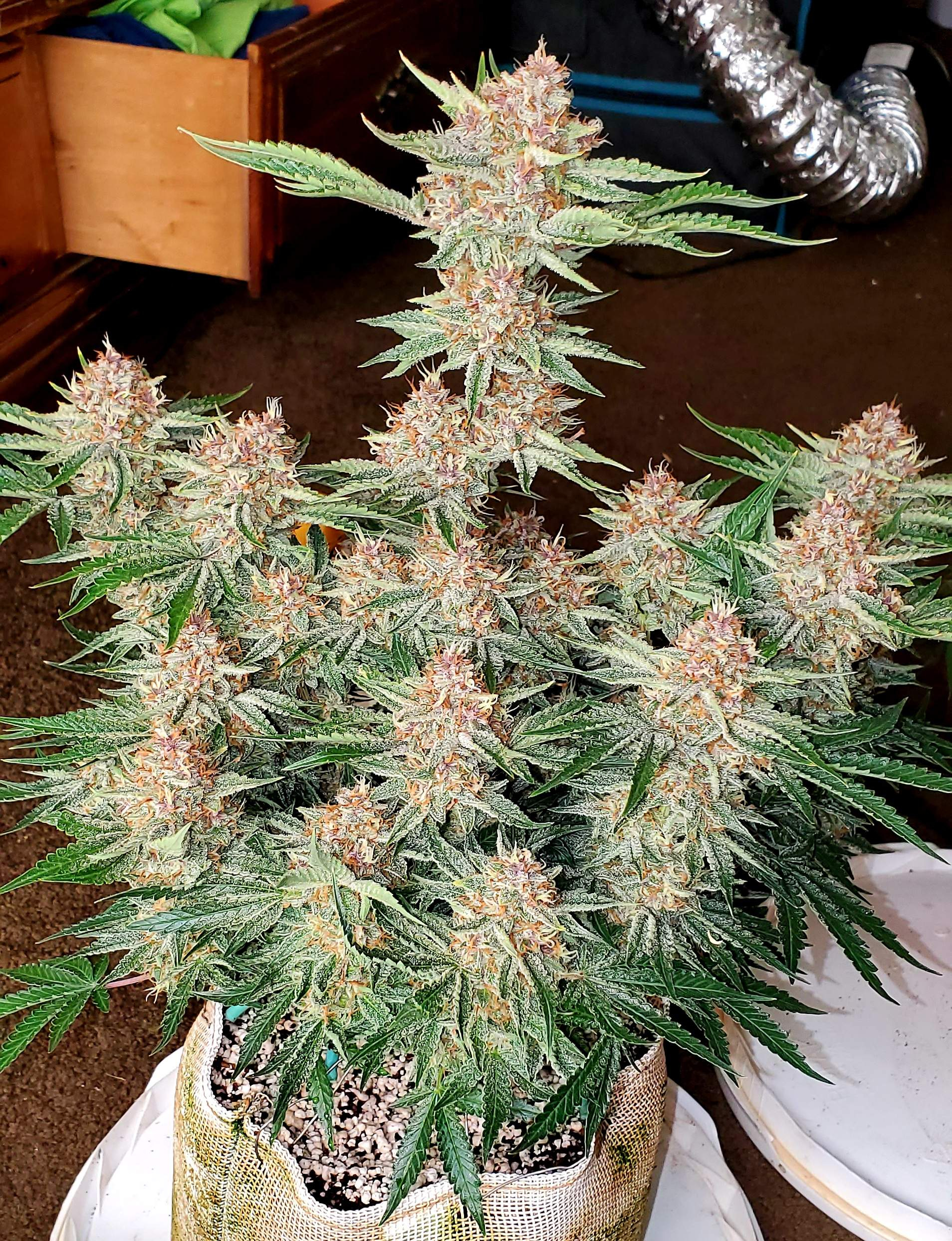 Buy Strawberry Pie Auto Cannabis Seeds Fast Buds