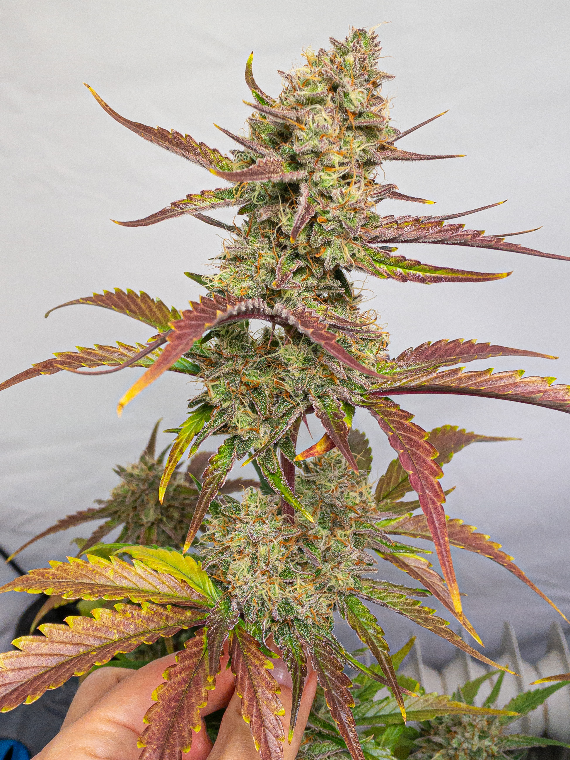 Buy Strawberry Pie Auto Cannabis Seeds Fast Buds