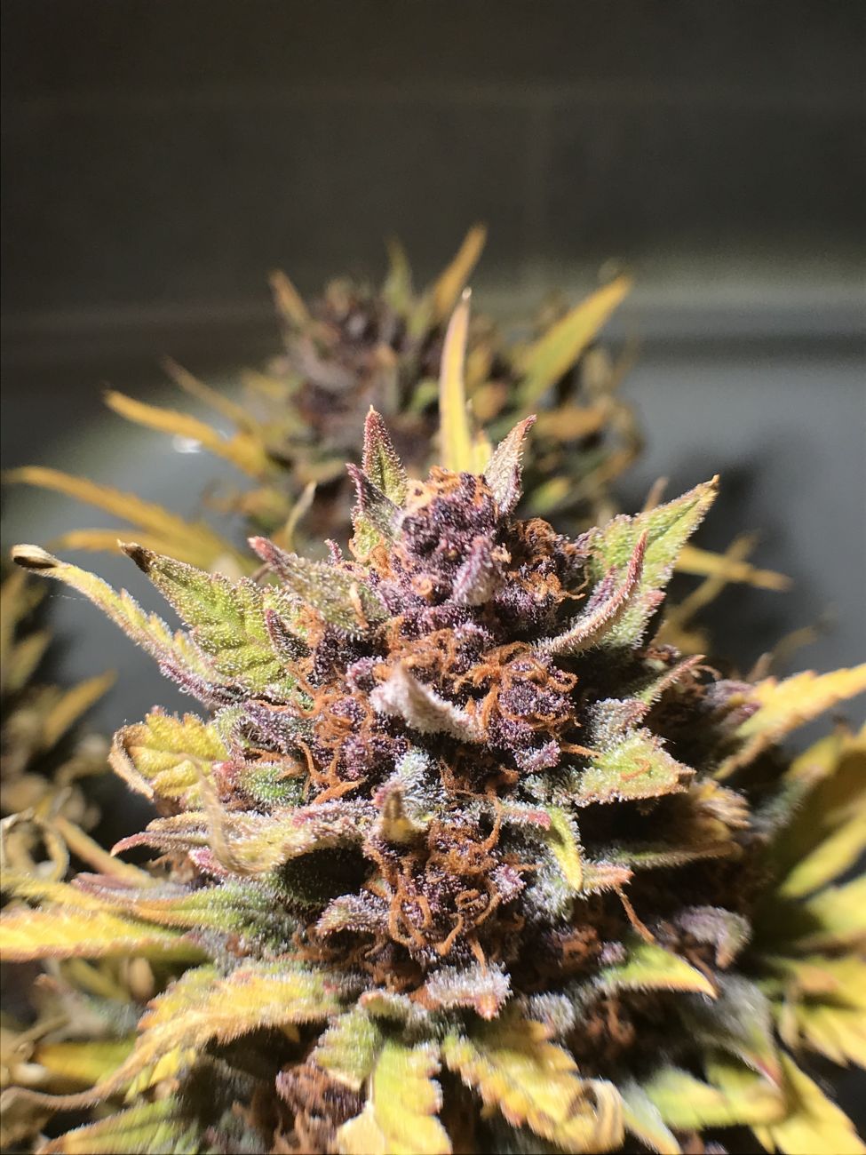 Buy Strawberry Pie Auto Cannabis Seeds Fast Buds
