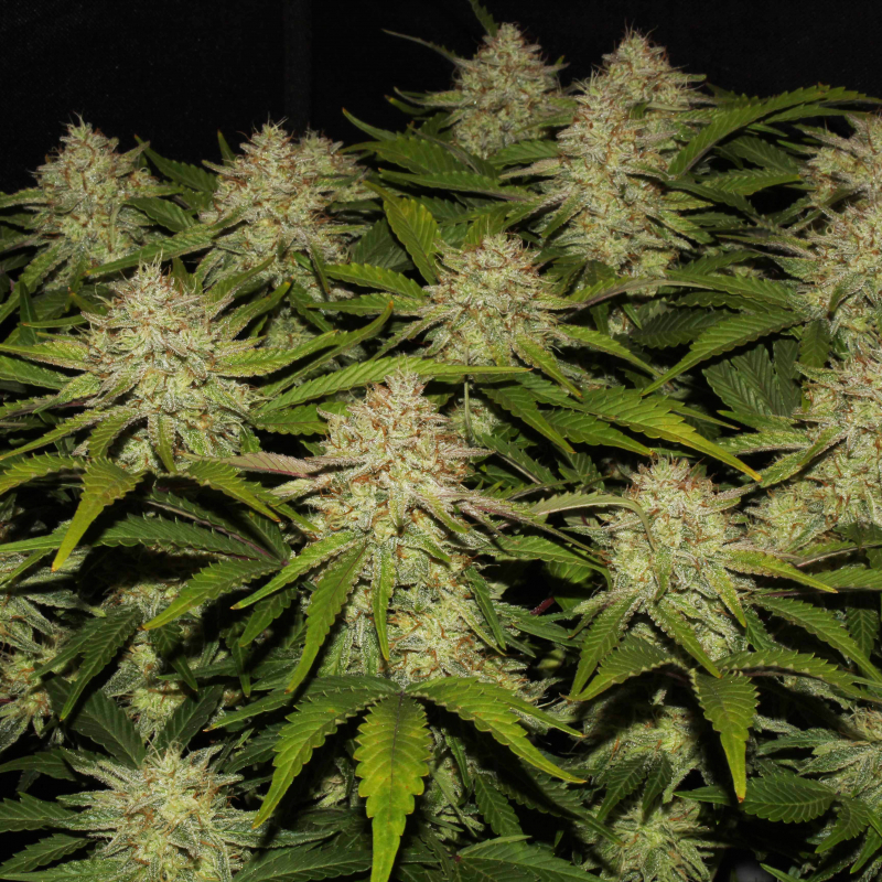 Strawberry Pie Auto Cannabis Seeds Fast Buds