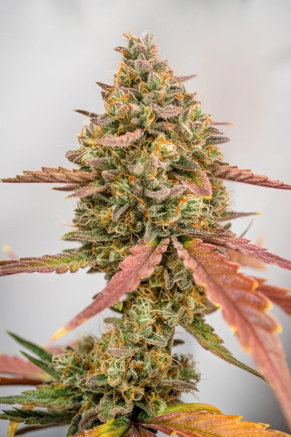 Buy Strawberry Pie Auto Cannabis Seeds Fast Buds