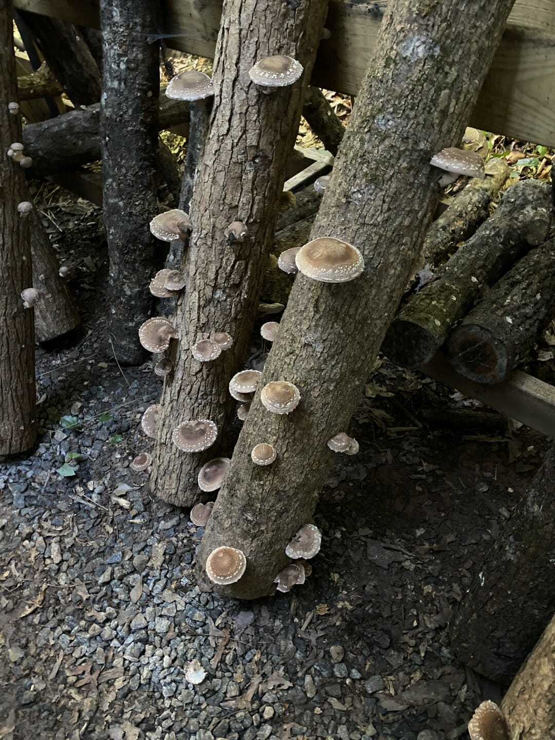 Shiitake Wide Range Plug Spawn Dowels250 2 Fun Guys