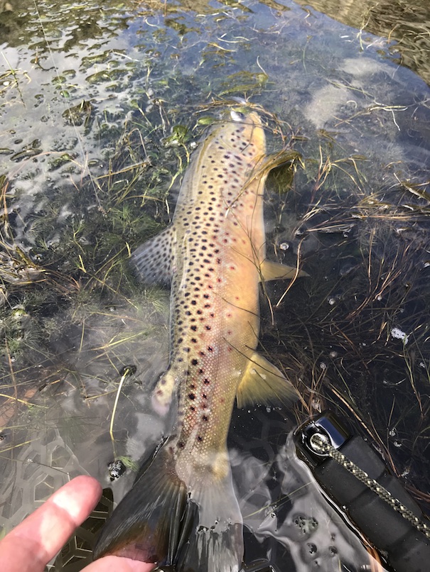 5 Facts about Midges Every Fly Fisher Should Know 2 Guys and A River