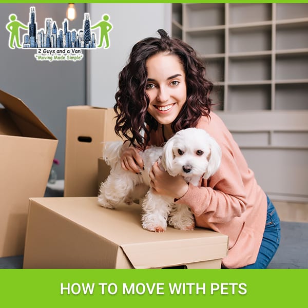 How To Move With Pets 2 Guys and a Van