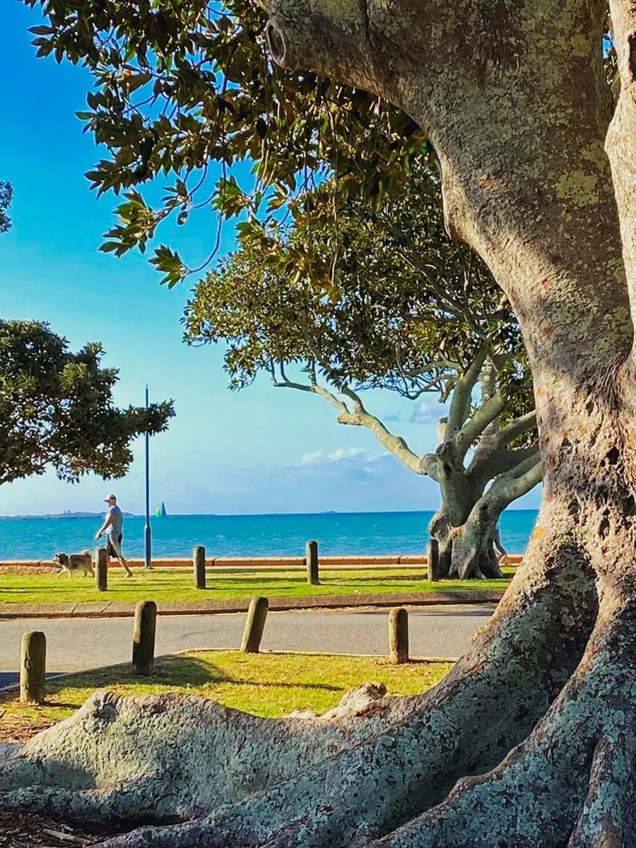 12 of the Best Picnic Spots in Brisbane 2HotTravellers