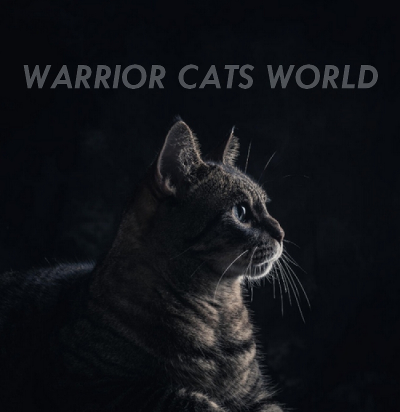 New Cats