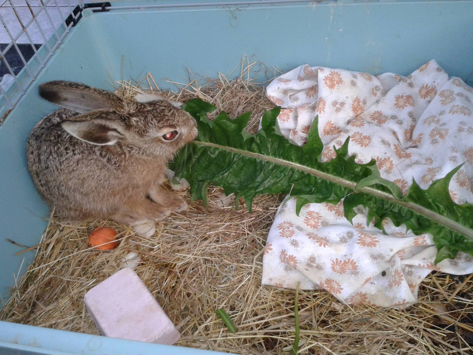 Nourrir bébé lièvre