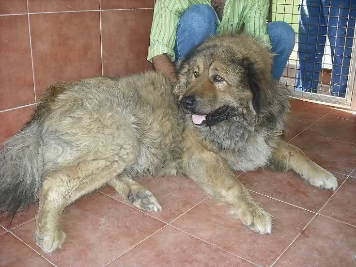 Cruce de Leonberger en adopción