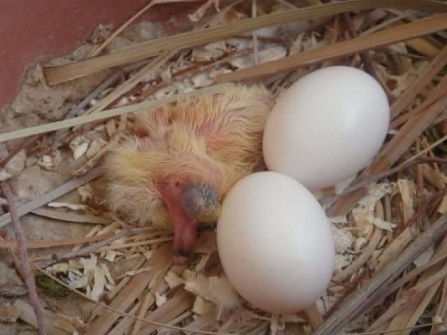 What To Do If A Pigeon Lays Eggs On Your Balcony Image Balcony and