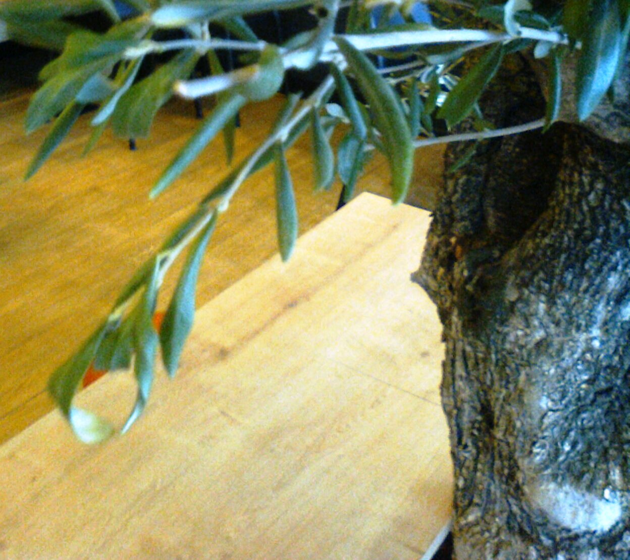 olivo hojas se doblan