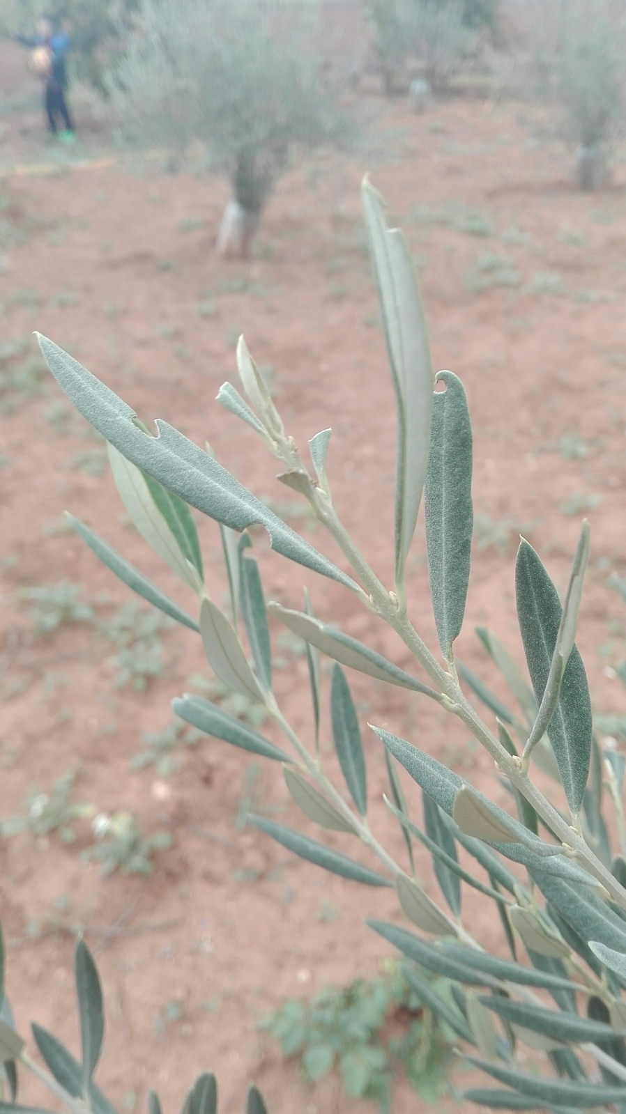 Olivos nuevos, puntas de las hojas en las ramitas como mordidas!