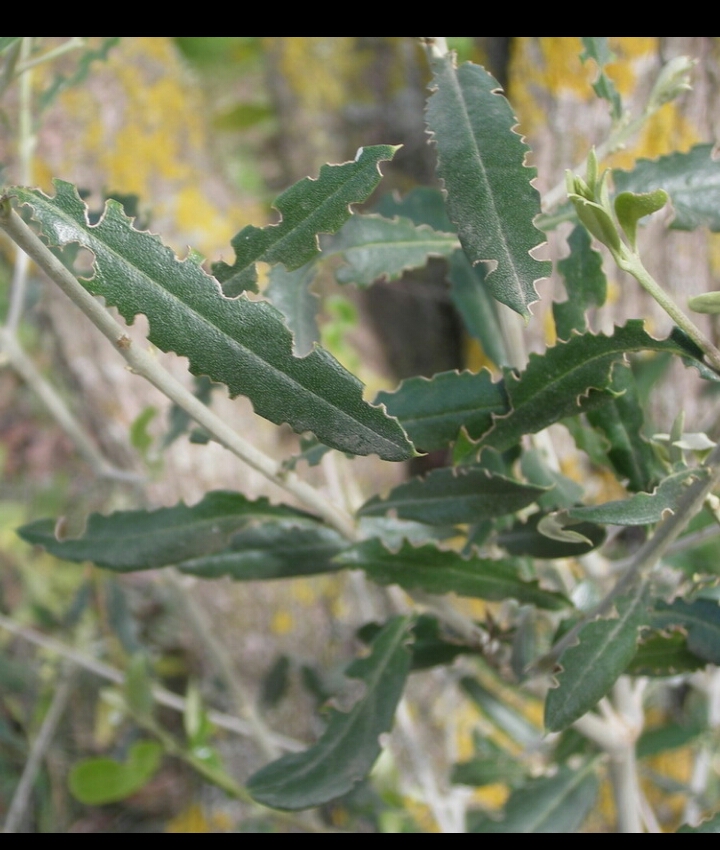 Olivos nuevos, puntas de las hojas en las ramitas como mordidas!