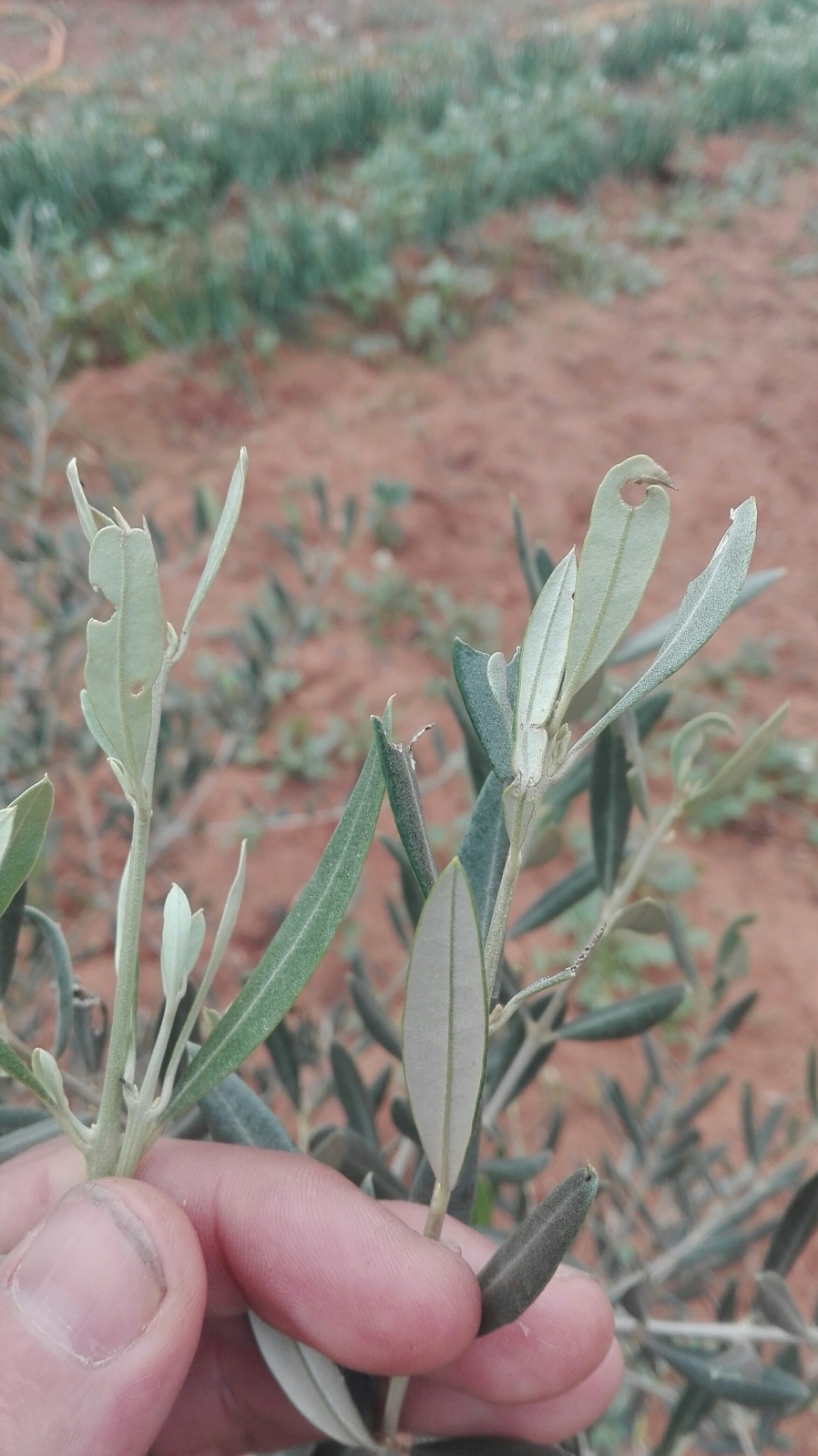 Olivos nuevos, puntas de las hojas en las ramitas como mordidas!