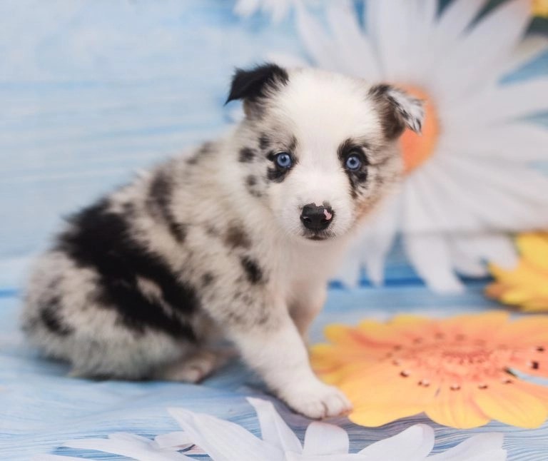 A sweet blue merle border collie puppy named Jaqen. Border Collie