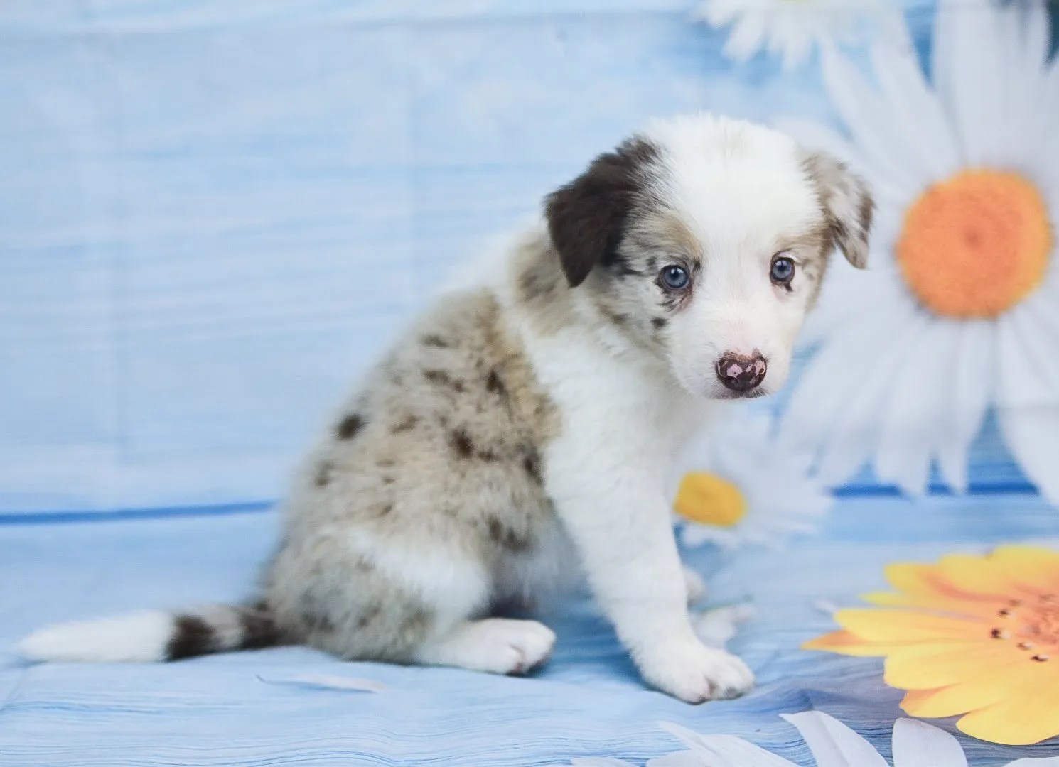 A sweet red merle border collie puppy named Quentin. Border Collie