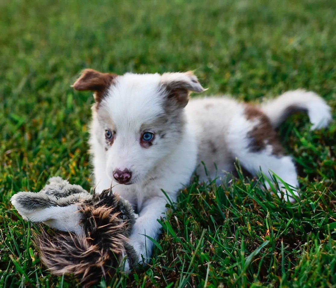 A smart border collie puppy named Quentin playing with his squirrel toy