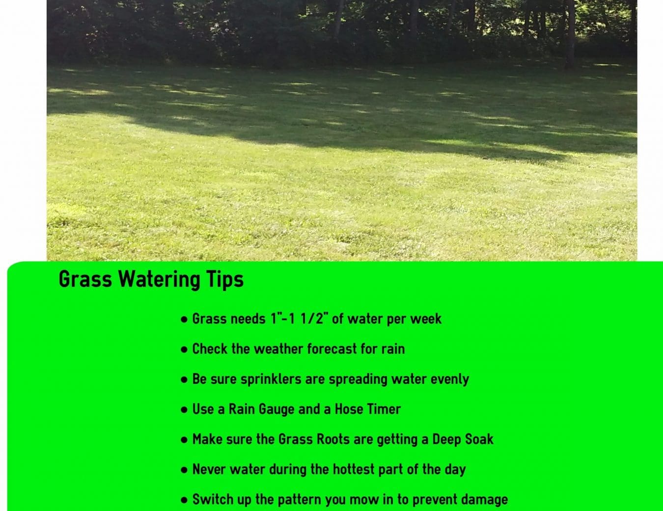 Best Time To Water Grass For Growth, Healthy Grassroots