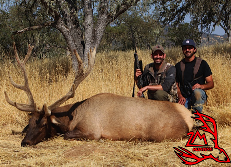 Blacktail deer Hunting, Wild Pig Hunting, California Boar Hunting Guide Blacktail Deer hunting