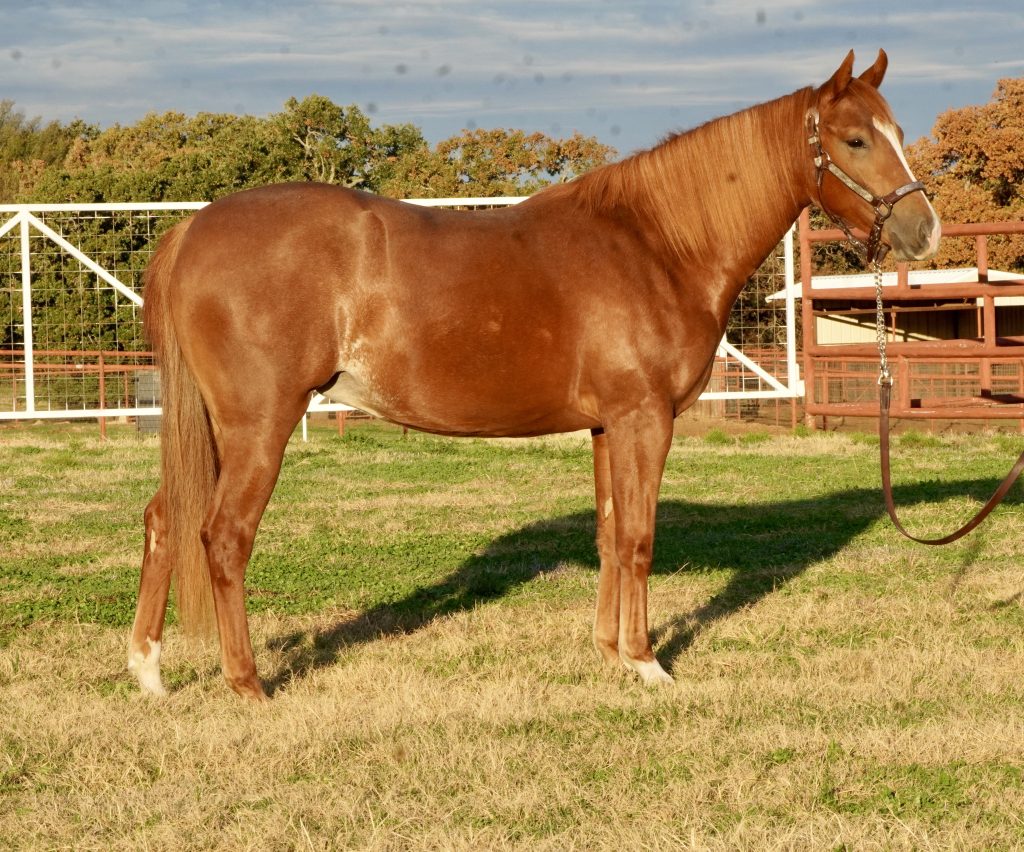 Cutting Horses 2M Sales