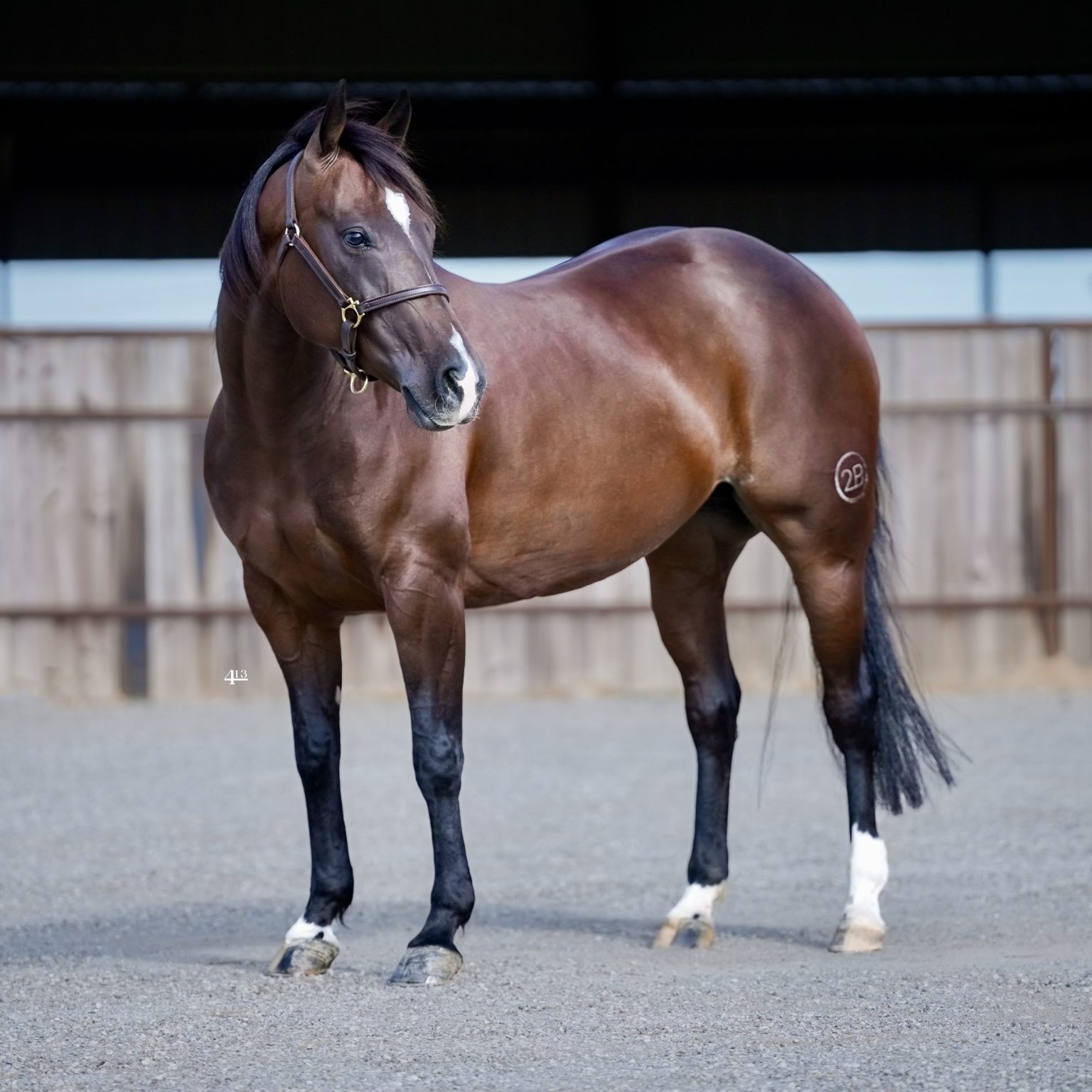 Cutting Horses 2M Sales