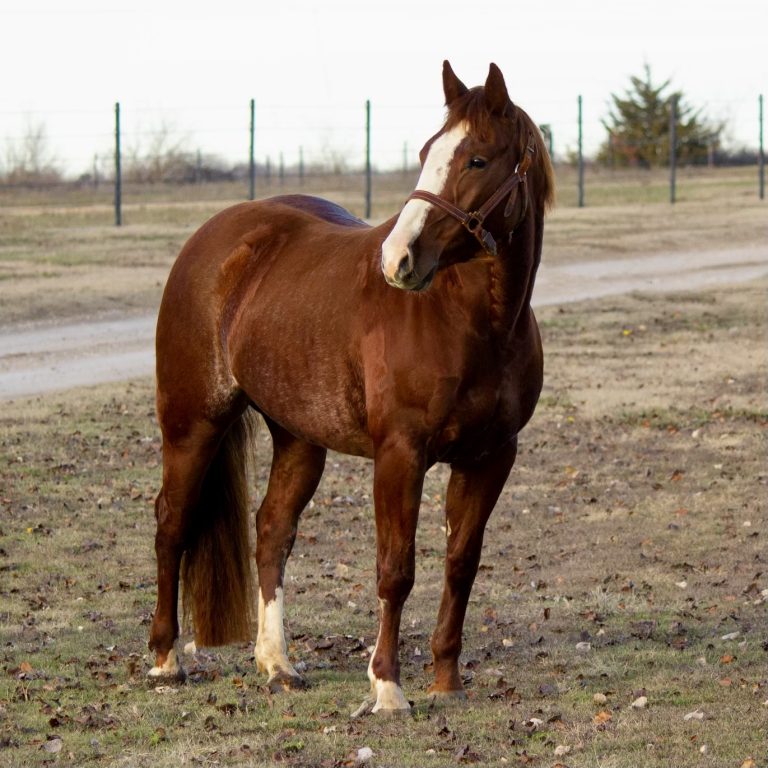 Cutting Horses 2M Sales