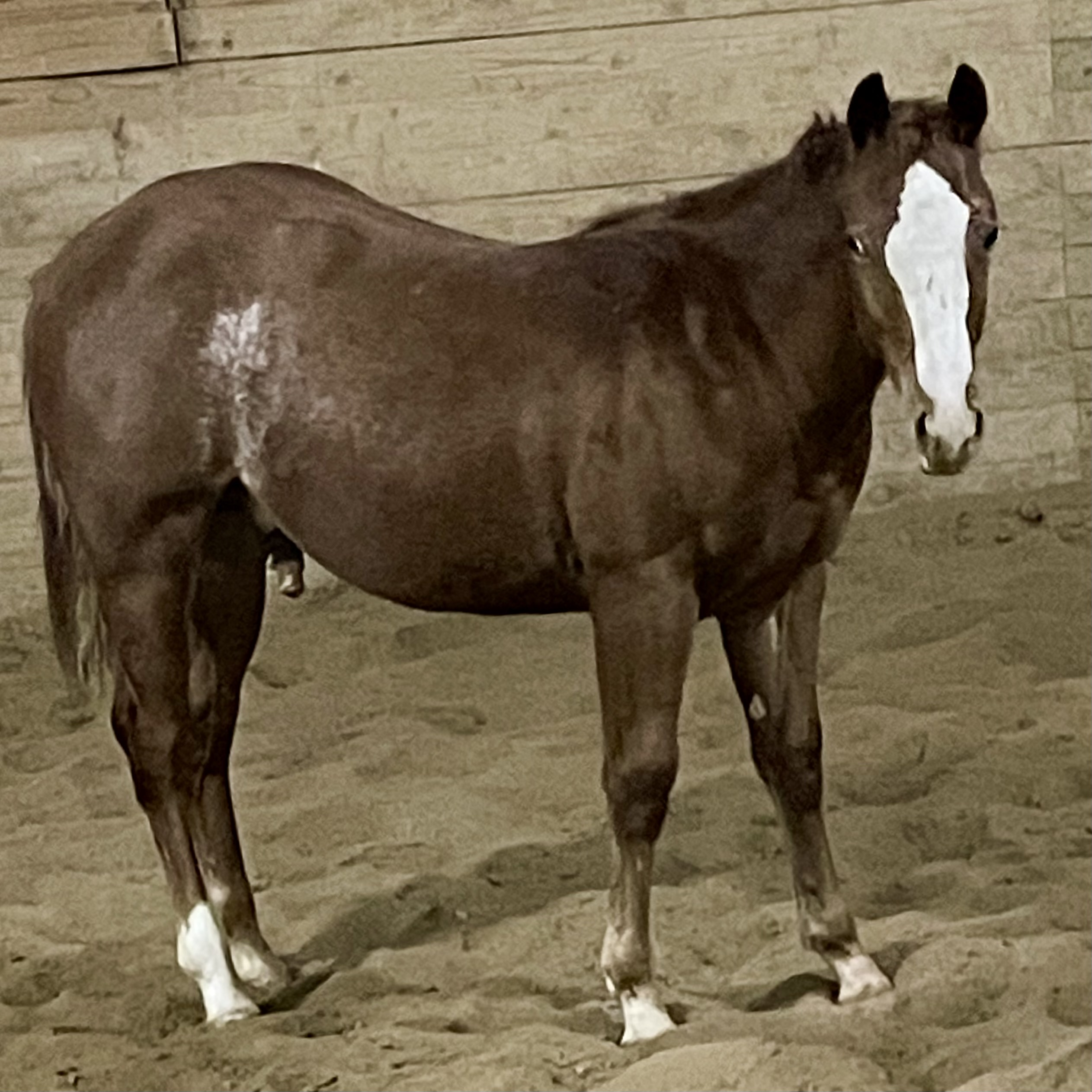 Cutting Horses 2M Sales