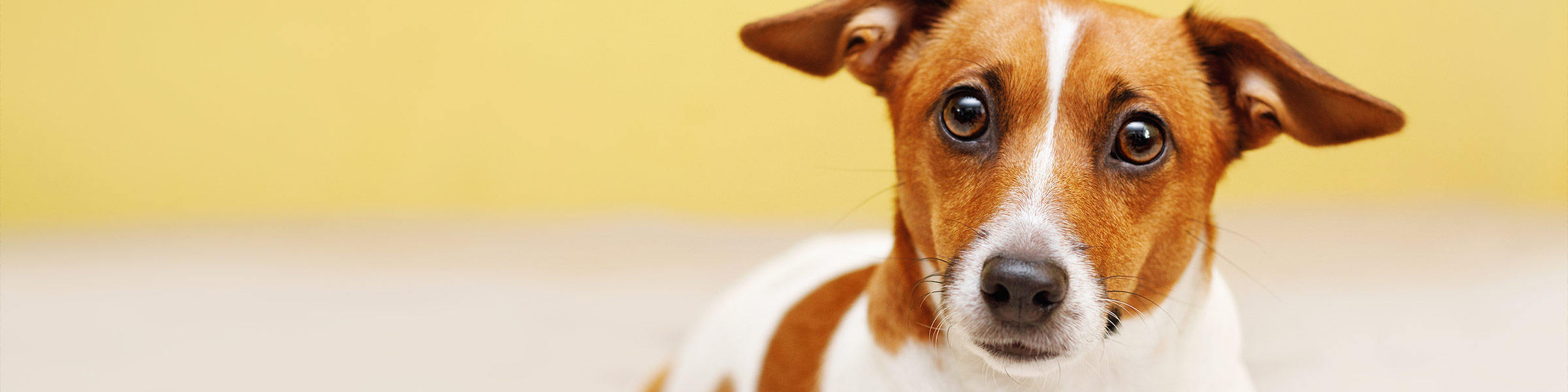 Carpet Cleaner Sacramento CA 2nd Generation Carpet Cleaning