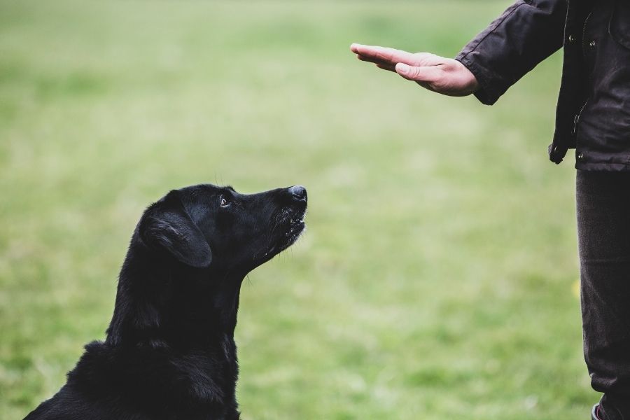 Should I Hire a Dog Trainer? 2 Paws Up Inc. Pet Sitting, Dog