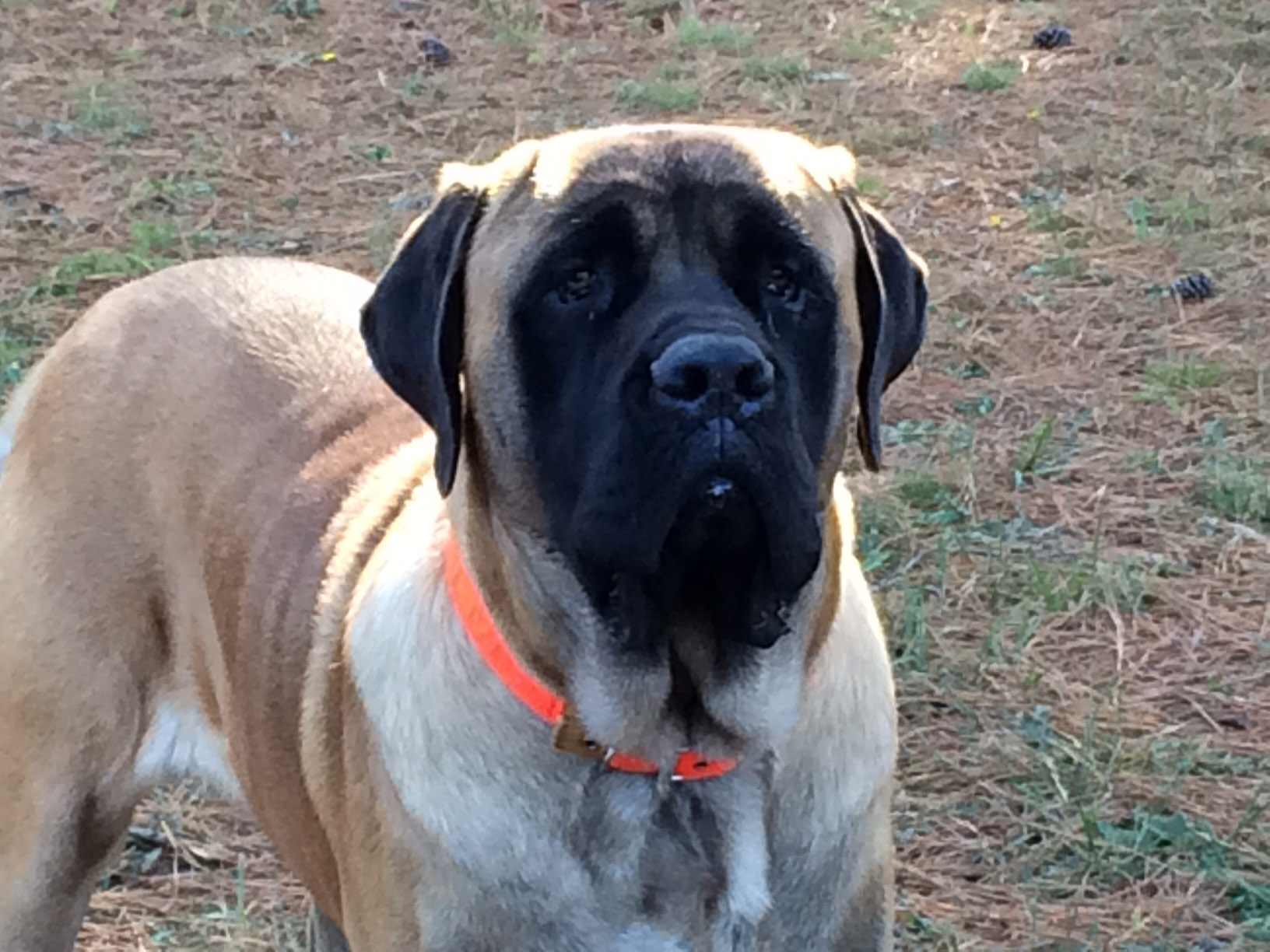 Lord Grantham of Two Ponds « Mastiff Puppies for sale Two Ponds Kennel