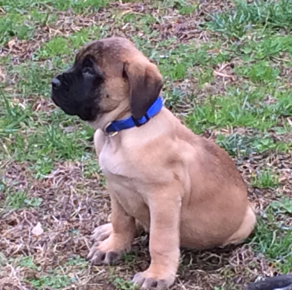 Lord Grantham of Two Ponds « Mastiff Puppies for sale Two Ponds Kennel